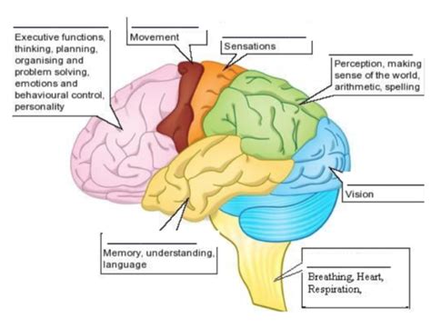 Brain Lobes And Functions Diagram Diagram Quizlet