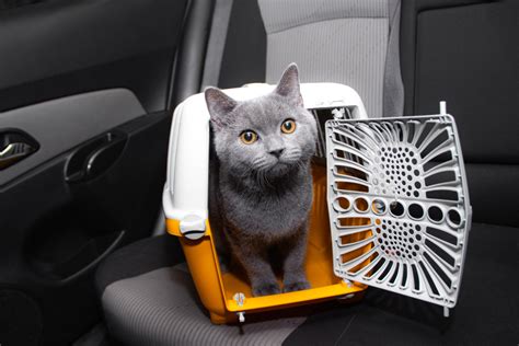 How To Travel Safely With Your Cat Baja Insurance