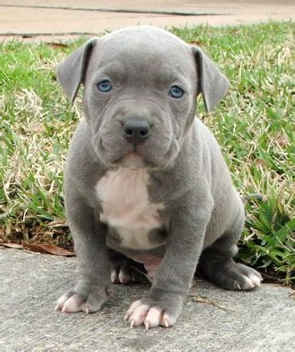 Blues nose, blue razor edge and gotti pitbull puppies for sale in houston, texas $200 share it or review it king cane (razor edge) and queen american bully pitbull puppies breeding went down! If Satan Were Anal Retentive: Temporary Retirement