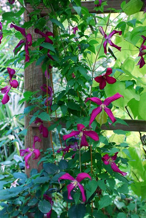 Flowering Vines Climbers And Twiners Flower Magazine