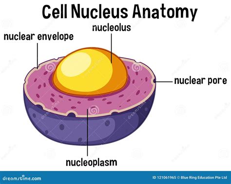 Animal Cell Nucleus Anatomy Cartoon Vector 121061965