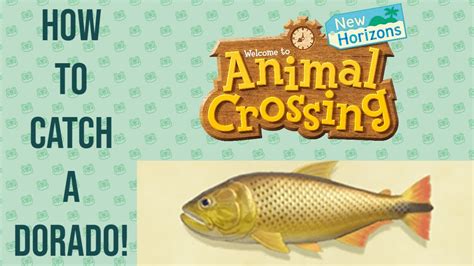 How To Catch A Dorado Dorado Animal Crossing New Horizons Tutorial