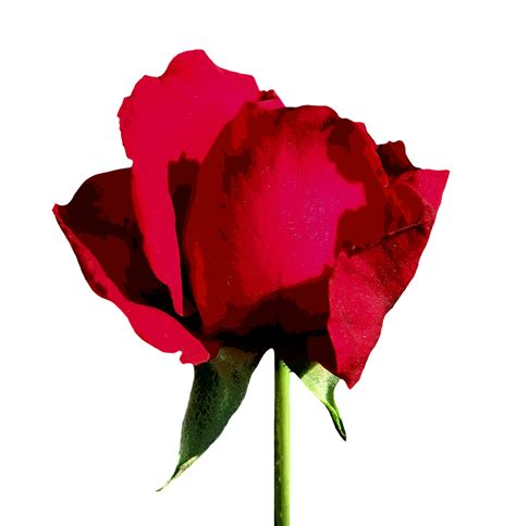 Rosa Rosso Isolato Immagini Gratis Su Pixabay Pixabay