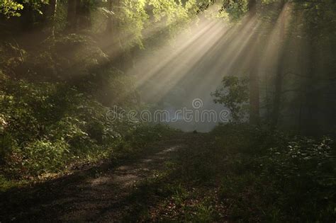 Dark Path Through Forest With Sun Rays Stock Image Image Of European