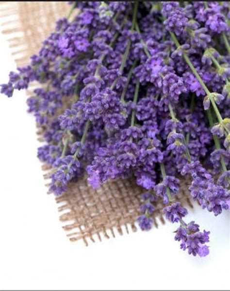 Organic Vera English Lavender Heirloom Herb Flower Seeds Etsy
