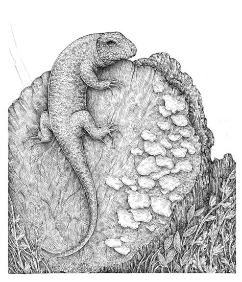 Realistic Lizard Drawing