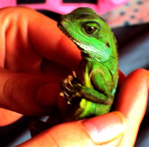 A Person Holding A Small Green Lizard In Their Hand