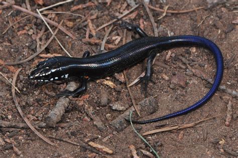 Great Plains Skink Plestiodon Obsoletus