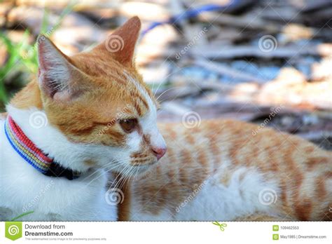 Brown Orange Tabby Cat Lying On The Floor Stock Image Image Of