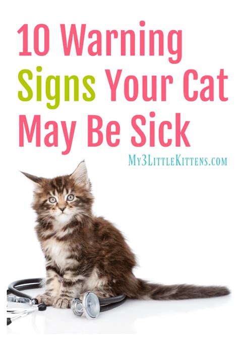 10 Warning Signs Your Cat May Be Sick Sick Cat Cat Health Problems