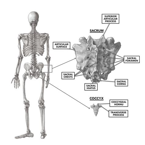 Diagram Of Sacrum And Coccyx
