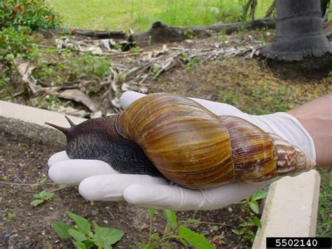 Giant African Land Snails Genus Achatina