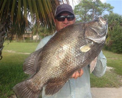 Sight Fishing For Cunning Tripletails Coastal Angler And The Angler