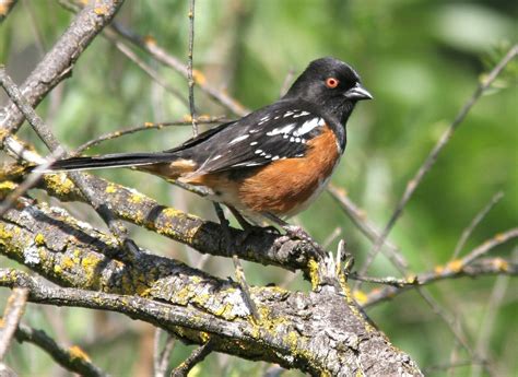 Meet The Spotted Towhee — Sacramento Audubon Society
