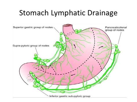 Пин на доске Lymphatic System