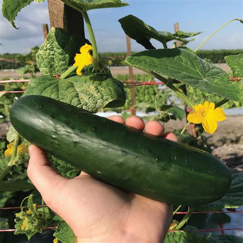 Gateway Hybrid Cucumber Cucumber Horticultural Products And Services