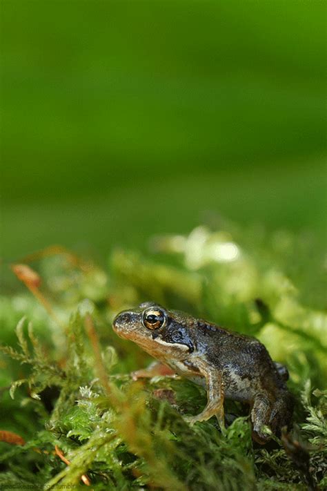 Lustiges tier ich liebe hunde lustige katzen niedliche hunde tierfilme tiere retten gluckliche tiere witzige tierbilder hunde videos. Head Like an Orange | Tiere, Vögel als haustiere ...