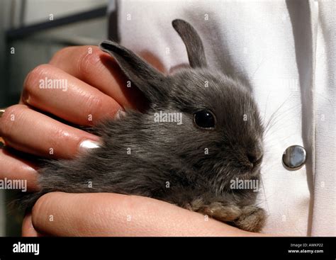 Bunny Being Held Stock Photo Alamy