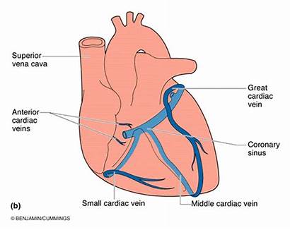 Coronary Neck Sinus Cardiac Vein Into Posterior