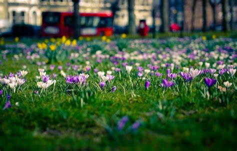 London Spring Wallpapers Top Free London Spring Backgrounds