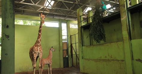 Anak Zirafah Baru Lahir Di Zoo Bali Dinamakan Corona Berita Harian