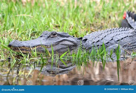 Tagged American Alligator For Research In The Okefenokee Swamp National