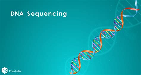 Dna Sequencing Definition Importance Methods And More