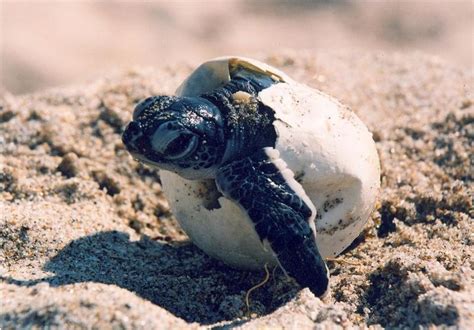 Its Sea Turtle Nesting Season For Floridas Gulf Coast Wjct News