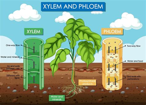 Diagram Showing Xylem And Phloem Plant 6434630 Vector Art At Vecteezy