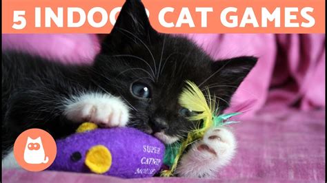 5 Games To Entertain Your Cat At Home 🐱 Pet News Live