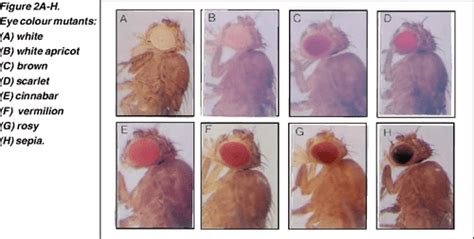 Pdf Teaching And Learning Genetics With Drosophila 2 Mutant