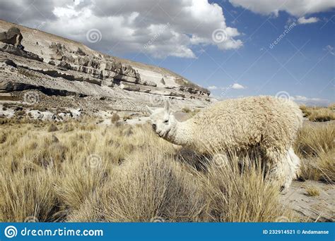 Llama Grazing Stock Image Image Of Range Salinas Mountains 232914521