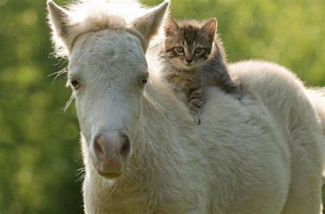 These 10 Unusual Animal Friendships Are Amazing 5 Just