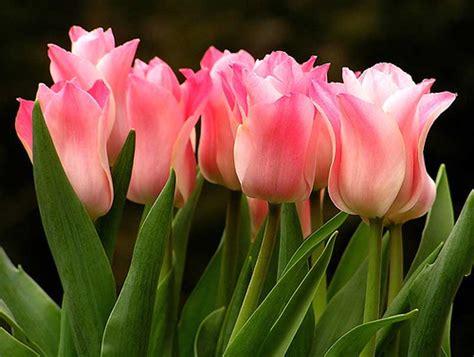 Beautiful Flower Scenery Wallpapers Tulip Flower Background Collection ~ Nature Wallpapers