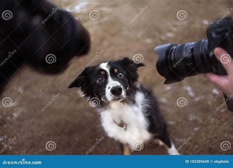 Border Collie Dog Posing In Front Of Two Cameras Stock Photo Image Of