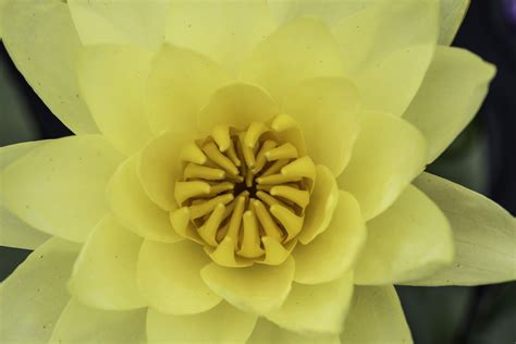 Macro of Yellow Flower image - Free stock photo - Public Domain photo - CC0 Images