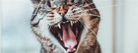 Why Do Cats Hiss 6 Reasons Behind The Behaviour Purina