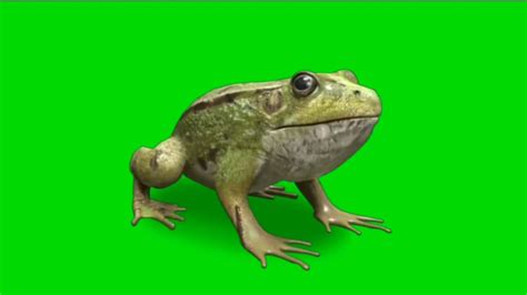 Green Screen Frog Green Screen Medak Youtube