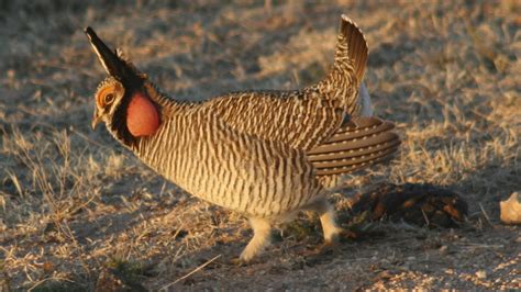 Federal Plan To Save Prairie Chickens Ruffles State Feathers Wyoming Public Media