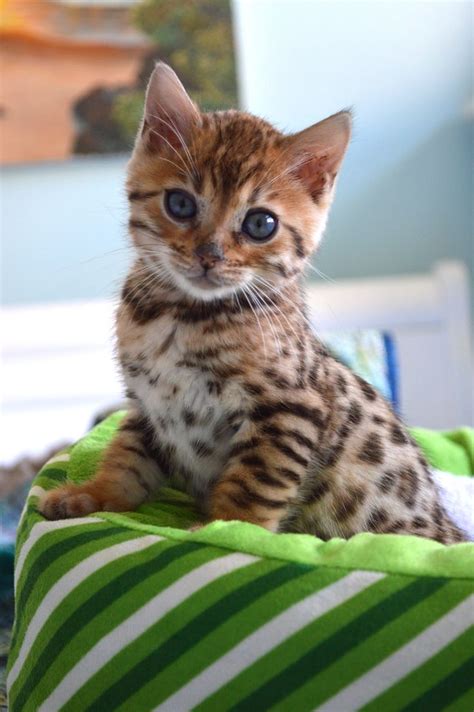 Our New Bengal Kitten Bengal Kitten Kittens Cutest Cats