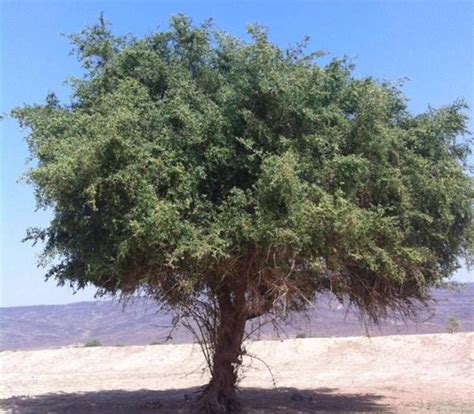 شجرة السدر في تونس