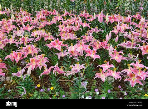 Asiatic Lilies In Chiang Rai Thailand Stock Photo Alamy
