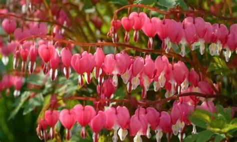Asian Bleeding Heart Tips For Planting And Caring For Lamprocapnos