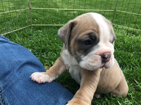 English bulldog puppies for sale.bulldogs for adoption, bull terriers, french bulldogs, lilac tri bulldogs. Olde English Bulldogge Puppies For Sale | Spokane Valley ...