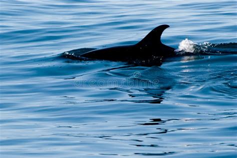 Dolphin Fin Stock Image Image Of Portugal Ocean Water 27373711
