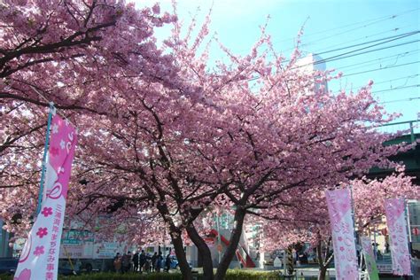 Miura Kaigan Sakura Festival Cherry Blossoms Destinations Tokyo