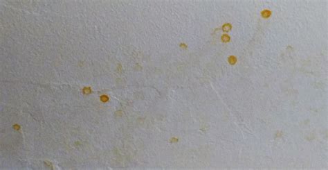 Mold Yellow Spots On Ceiling