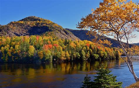 Wallpaper Autumn Forest Trees Mountains River Canada Canada
