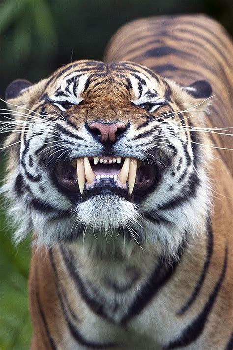 Tiger Teeth Human