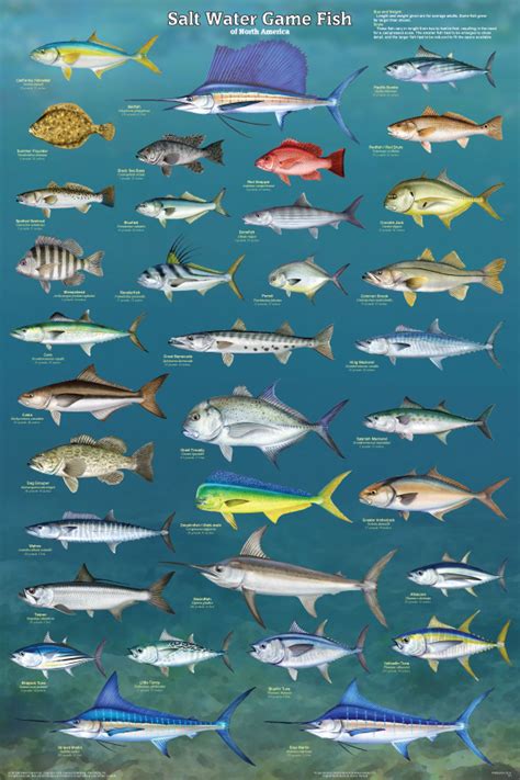 Salt Water Game Fish Poster